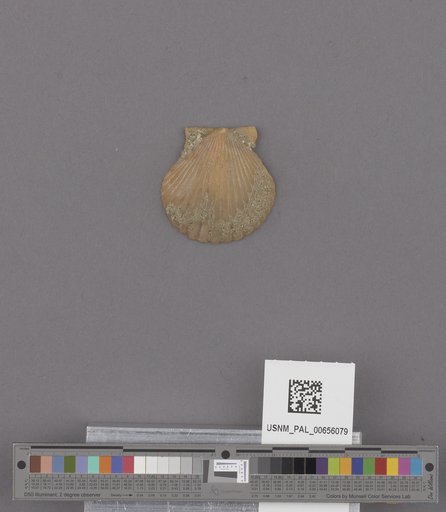 NSF ADBC EPICC TCN
