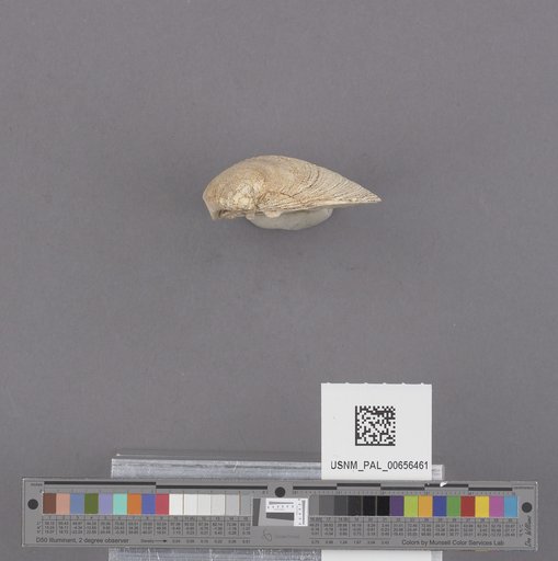 NSF ADBC EPICC TCN