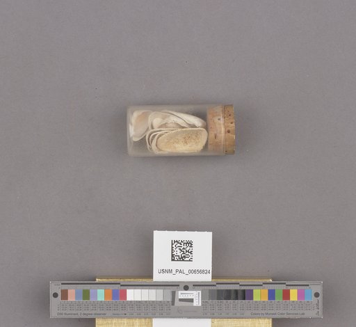 NSF ADBC EPICC TCN