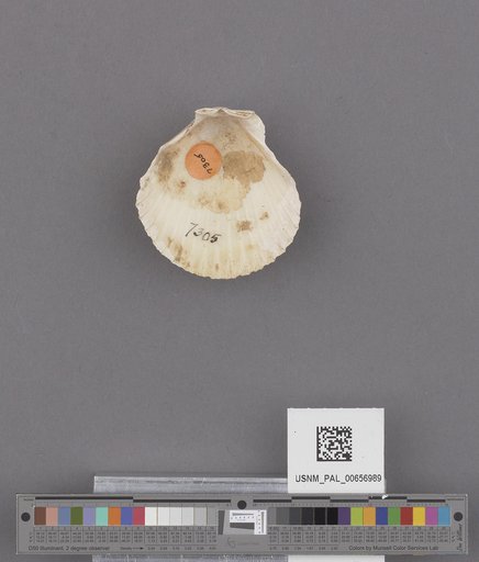 NSF ADBC EPICC TCN