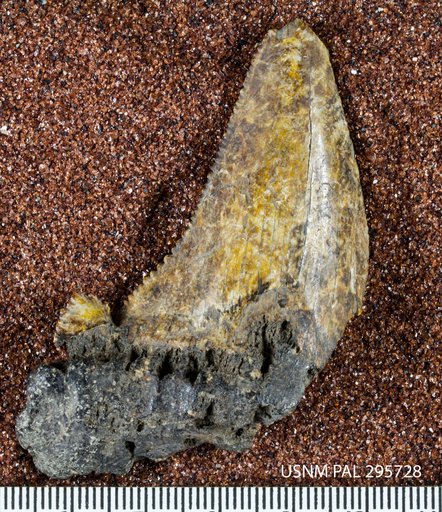 Carcharocles auriculatus