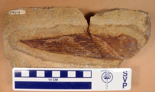 Sphenacanthus aff. marshi (Newberry)