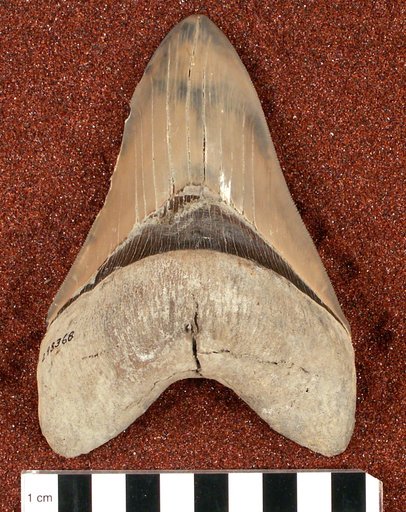Carcharocles megalodon