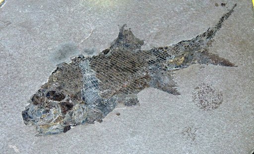 Amblypterus macropterus Agassiz