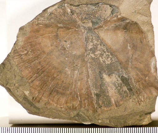 Onychodus sigmoides Newberry