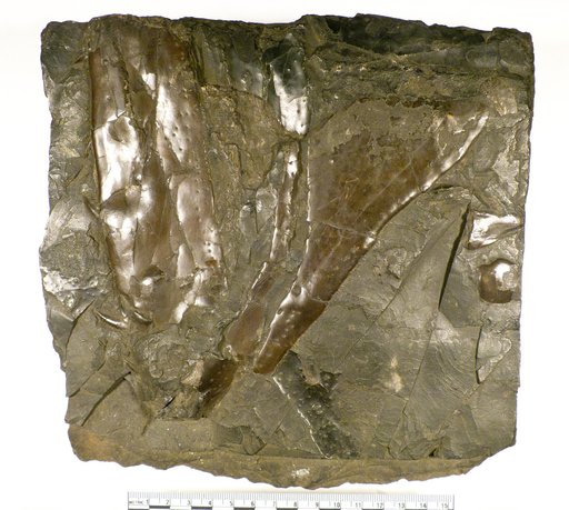 Megalichthys cf. hibberti Agassiz