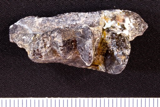 Ceratodus felchi Kirkland