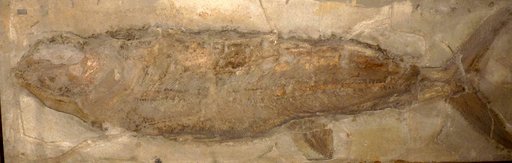 Hypsocormus insignis Wagner