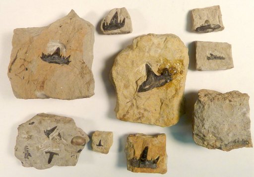 Cladodus sp