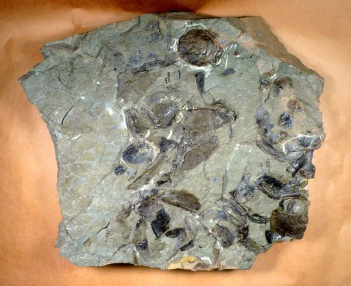 Bothriolepis virginiensis Weems et al.