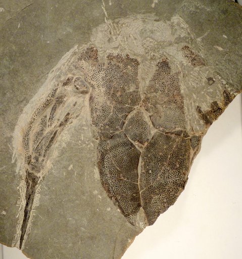 Bothriolepis canadensis (Whiteaves)