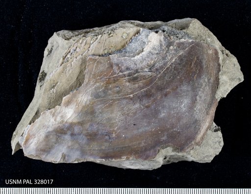 Palaeomylus greenei (Newberry)