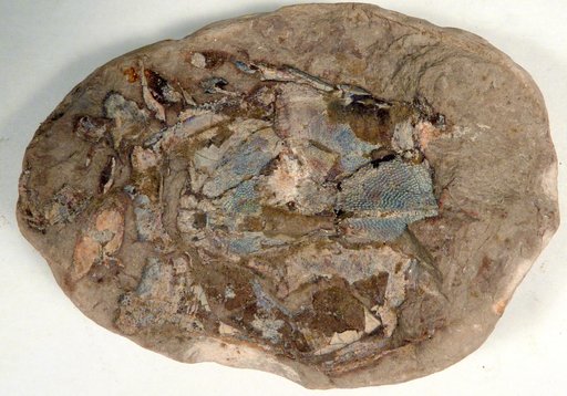 Asterolepis maxima (Agassiz)