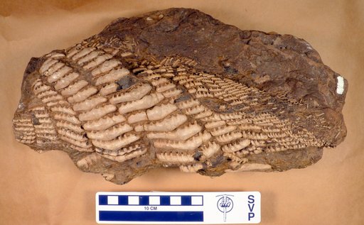 Campodus variabilis (Newberry & Worthen)