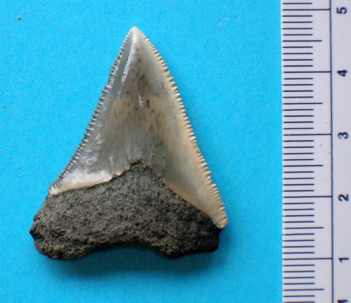 Carcharodon cf. carcharias (Linnaeus, 1758)