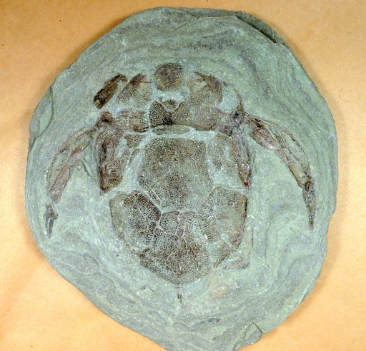 Bothriolepis sp