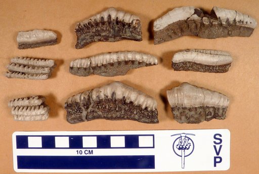 Campodus variabilis (Newberry & Worthen)