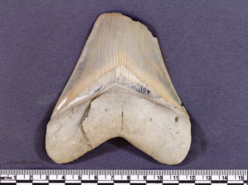 Carcharocles megalodon