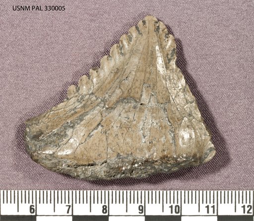 Edestus vorax (Leidy)