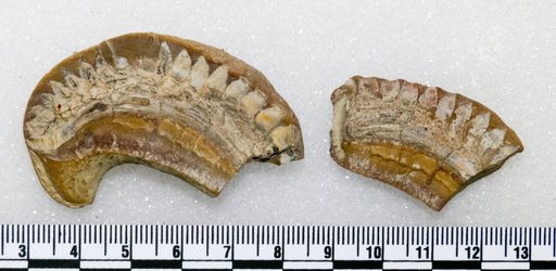 Toxoprion sp