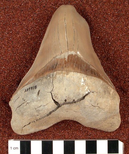 Carcharocles megalodon