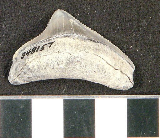 Carcharocles megalodon