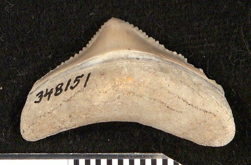 Carcharocles megalodon