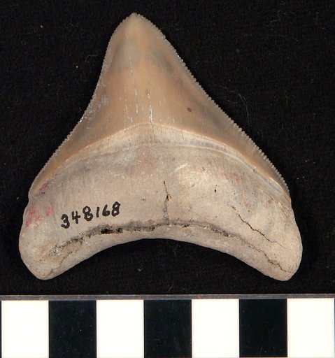Carcharocles megalodon
