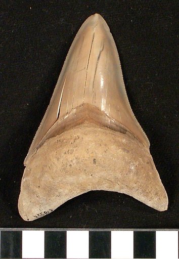 Carcharocles megalodon