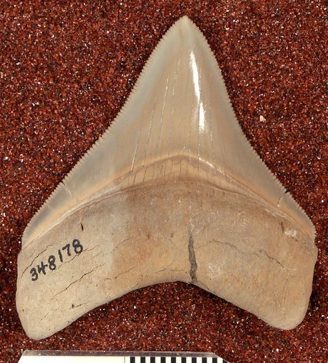 Carcharocles megalodon