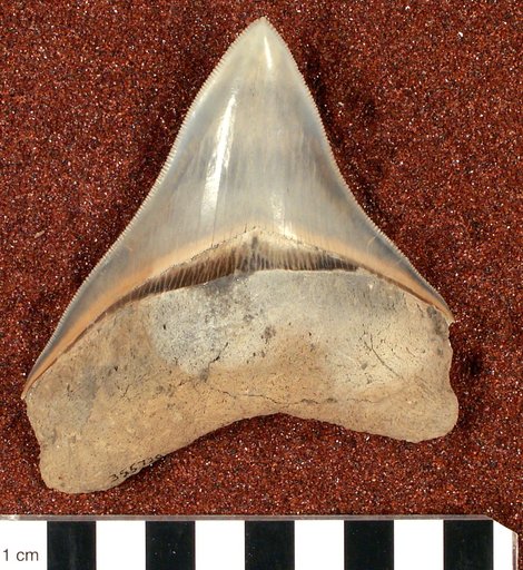 Carcharocles megalodon