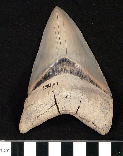 Carcharocles megalodon