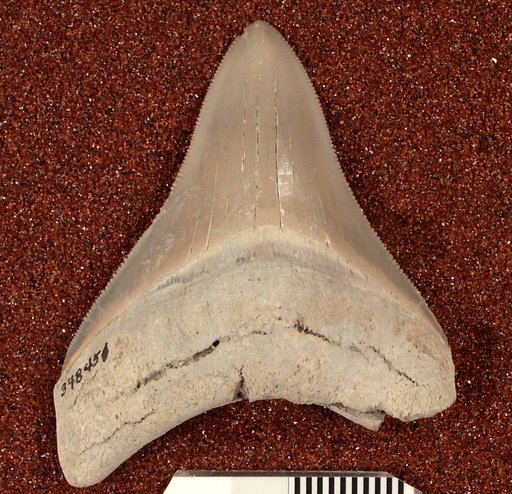 Carcharocles megalodon