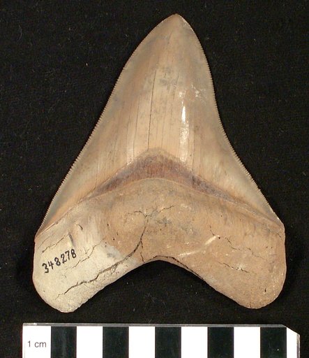 Carcharocles megalodon