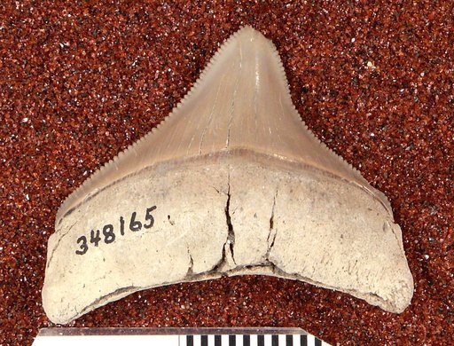 Carcharocles megalodon