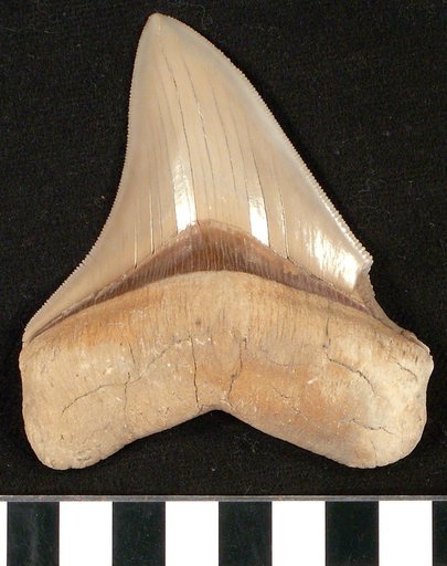 Carcharocles megalodon