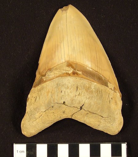 Carcharocles megalodon