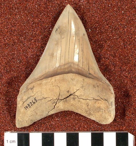 Carcharocles megalodon