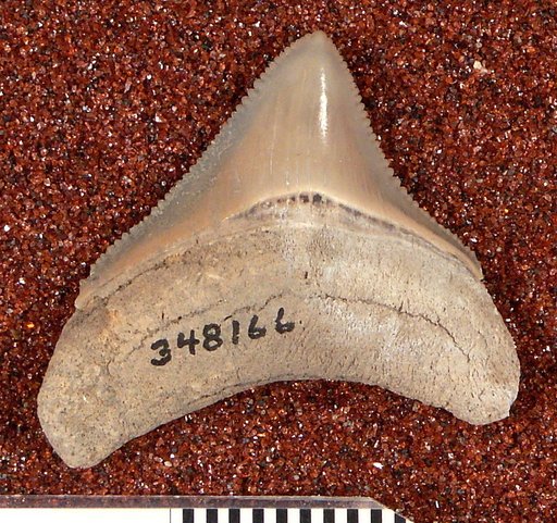 Carcharocles megalodon