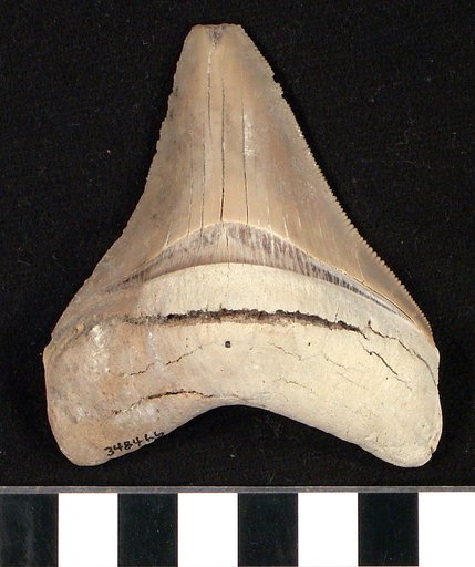 Carcharocles megalodon