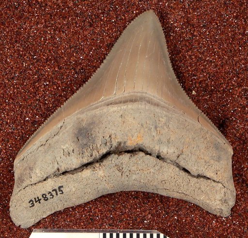 Carcharocles megalodon