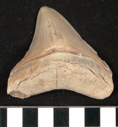 Carcharocles megalodon