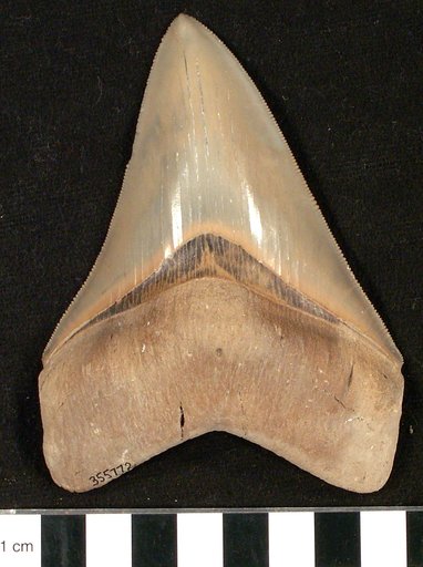 Carcharocles megalodon