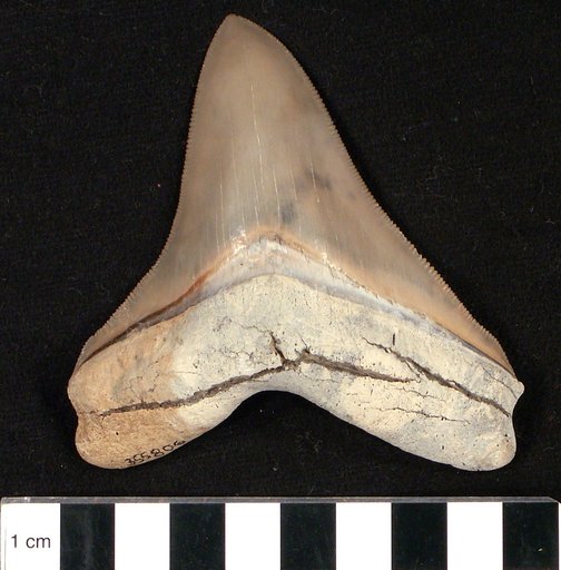 Carcharocles megalodon