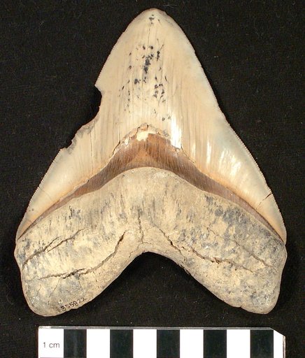 Carcharocles megalodon