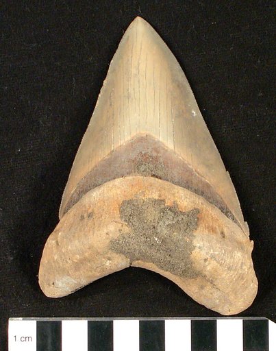 Carcharocles megalodon