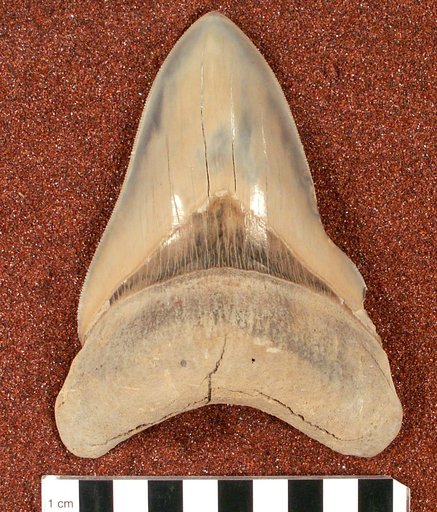Carcharocles megalodon