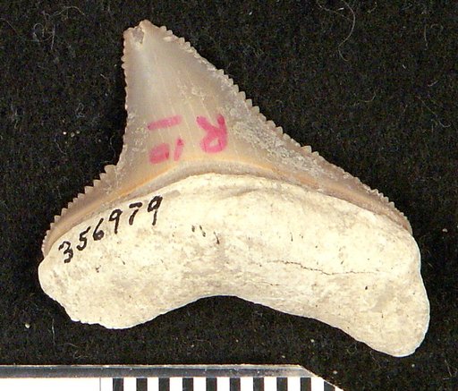 Carcharocles megalodon