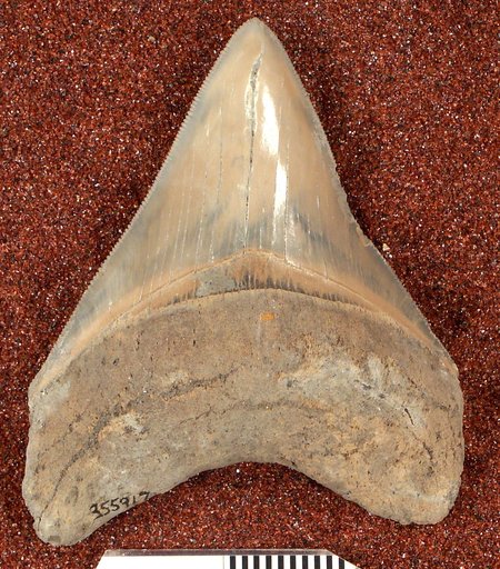 Carcharocles megalodon