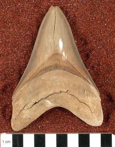 Carcharocles megalodon